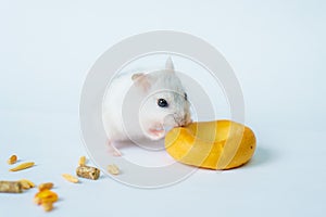 Small white hamster, on a white background