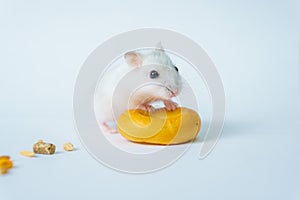 Small white hamster, on a white background.