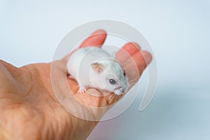 Small white hamster, on a white background.