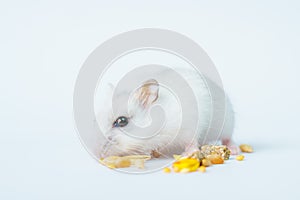 Small white hamster, on a white background.