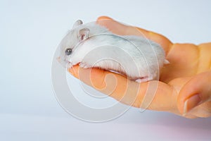 Small white hamster, on a white background.