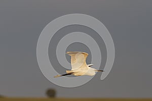 Small white heron flies on a background lonely tree