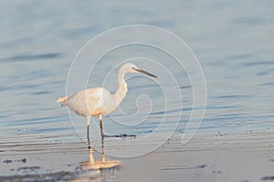 The small white heron or Little egret stands in the lake