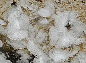 Small white ice crystals flowers and leaves forming on the ground