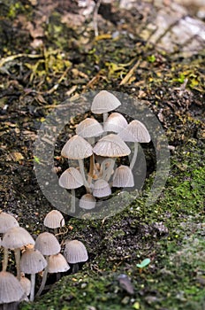 Small white inedible mushrooms in garden