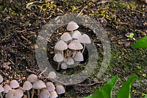 Small white inedible mushrooms in garden