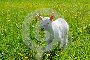 Small white kid, baby goat graze in a field of green grass. Bright sunny summer day. Domestic baby animals, farm.