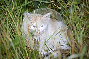 Small white kitten