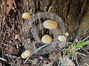 Small white mushrooms in the trunk of the tree.