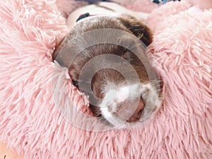 Small white and liver brown 8 week old pup puppy dog in round comfy comfortable pink bed on colorful flooring mat rug