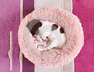 Small white and liver brown 8 week old pup puppy dog in round comfy comfortable pink bed on colorful flooring mat rug