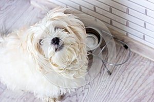 Small white maltese dog sitting near the empty bowl and waiting for a dog food.