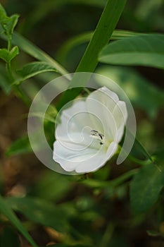 Small white meadow flower grow in the green grass