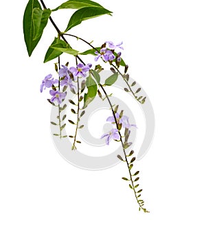 Small white mix violet flower or Duranta repens Flower isolat. Leaf, flora.