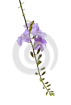 Small white mix violet flower or Duranta repens Flower isolat. Leaf, flora.