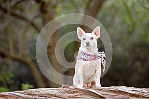 Small white mixed breed chihuahua on a log.