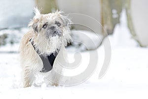 White mixed breed female dog with scraggy fur and black harness standing in snow photo