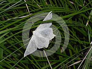 Small white moth falter butterfly in the green grass photo