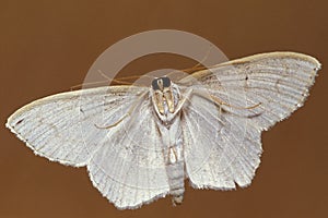 Small White Moth Underside