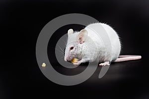 Small white mouse with a block of cheese isolated on a black background