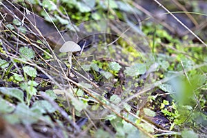 Small white mushroom