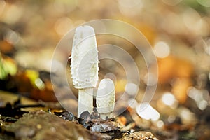 Small white mushroom between autumn leaves in the woods with soft focus and bokeh