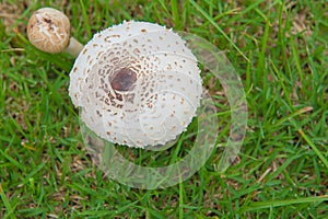 Small white mushroom on a beautiful meadow. background