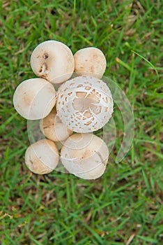 Small white mushroom on a beautiful meadow. background