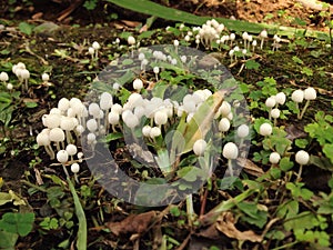 Small white mushroom