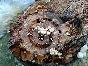 Small white mushrooms grow on dead dry tree trees