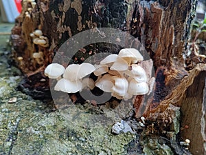 Small white mushrooms grow on dead dry tree trees, can they be cooked?