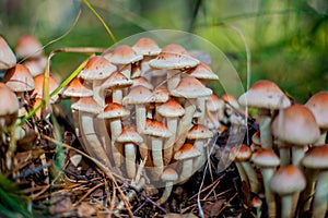 Small white mushrooms with red hats growing between grass