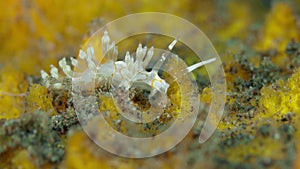 Small white nudibranch underwater
