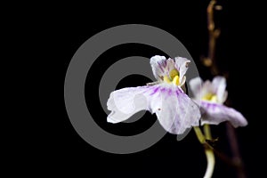 Small white orchid
