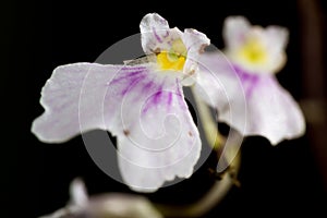 Small white orchid
