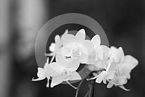 Small white orchid flowers in the blurred background