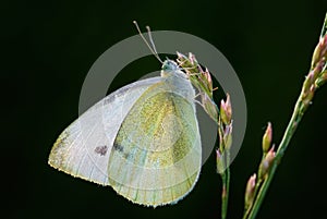 Small White - Pieris rapae