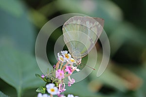 A small white or pieris rapae butterfly on lantana camara flowers