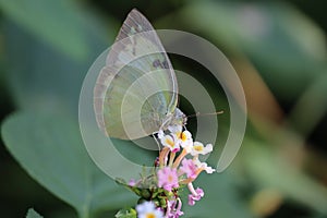 A small white or pieris rapae butterfly on lantana camara flowers