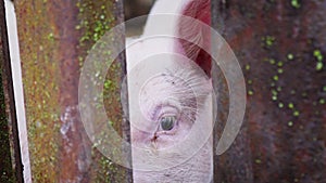 Small white piglet in a pigsty, piglet behind a fence of metal rods, pig farm