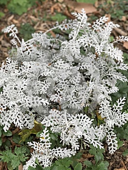 Small white plants white leaves