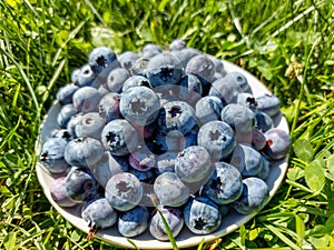 Small white plate with pile of big, ripe cultivated blueberries or highbush blueberries harvested in the garden in green grass in