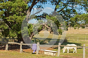 Small White Pony Eating in Paddock photo