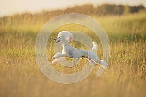Small white poodle on the grass.