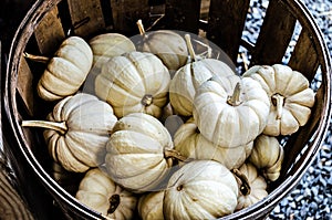 Small White Pumpkins in Basket