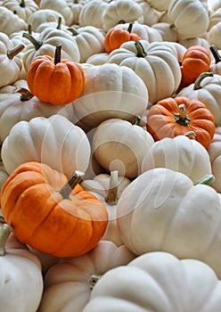 Small White Pumpkins with Five Small Orange Pumpkins