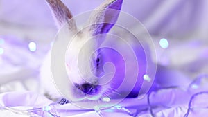 Small white rabbit with blue Christmas lights. Closeup. Selective focus.