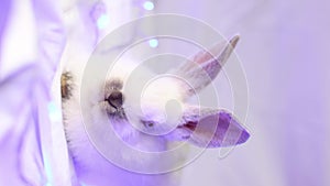 Small white rabbit with blue Christmas lights. Closeup. Selective focus. Vertical 4k footage.