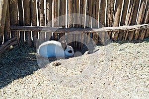 A small white rabbit hides under a wooden fence on a farm.