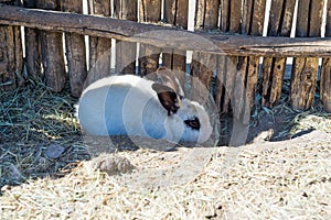 A small white rabbit hides under a wooden fence on a farm.